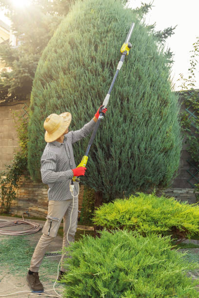 How Our Tree Care Process Works  in West Bend, WI